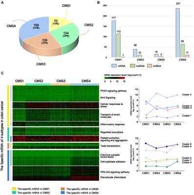 Comprehensive Analysis of Subtype-Specific Molecular Characteristics of Colon Cancer: Specific Genes, Driver Genes, Signaling Pathways, and Immunotherapy Responses